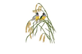 Painted Finch: A Charming Addition to Your Craft Fair